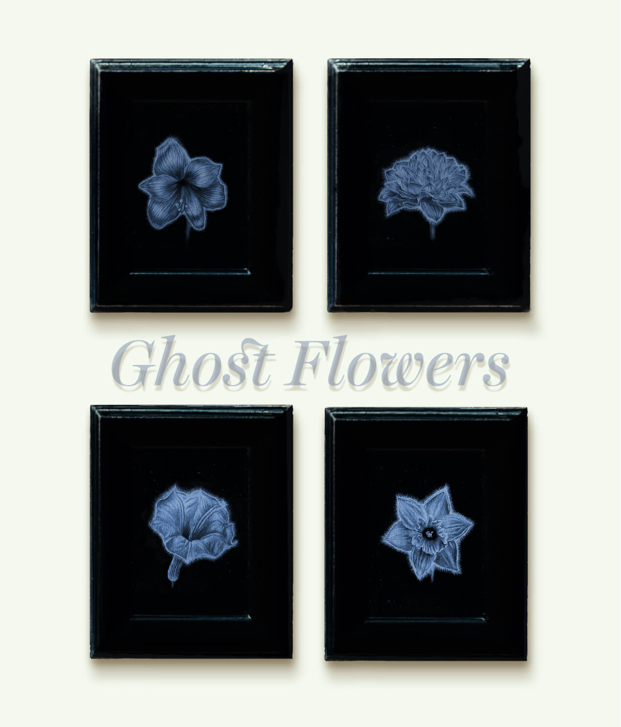 Ghost Flowers